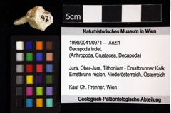 Foto (Objket + Etiketten) von Decapoda indet. 